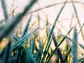 農業(yè)抗寒防凍全攻略