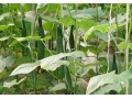 瓜類蔬菜裂蔓？誰說只有蔓枯??！還有這幾個原因