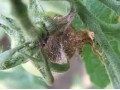 大棚茄子、番茄、黃瓜的高發(fā)病害，重者絕收，看看是什么病，怎么治？
