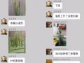 5月，讓小麥減產(chǎn)50%的病蟲都來了！抓緊防治！