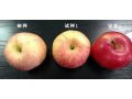 蘋果上色慢、紅度差，怎么辦？影響色度的原因有哪些？