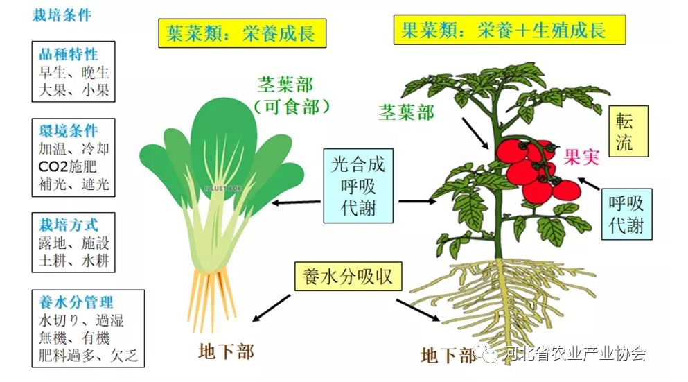 2021石家莊 ? 國際農(nóng)業(yè)交流對接系列活動——日本種苗管理及高品質(zhì)蔬菜栽培技術(shù)在線交流